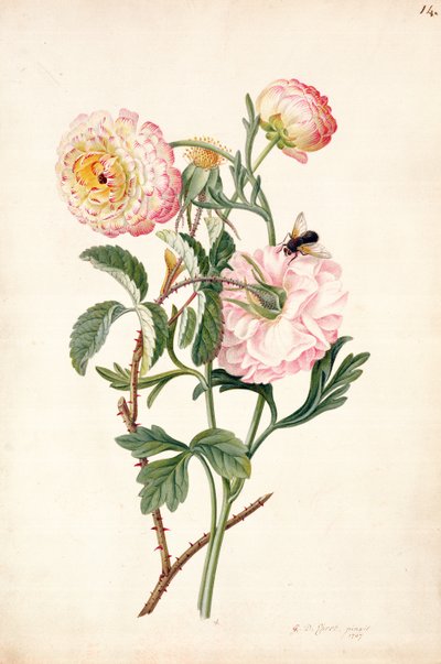 Rose musquée et anémone, 1767 - Georg Dionysius Ehret